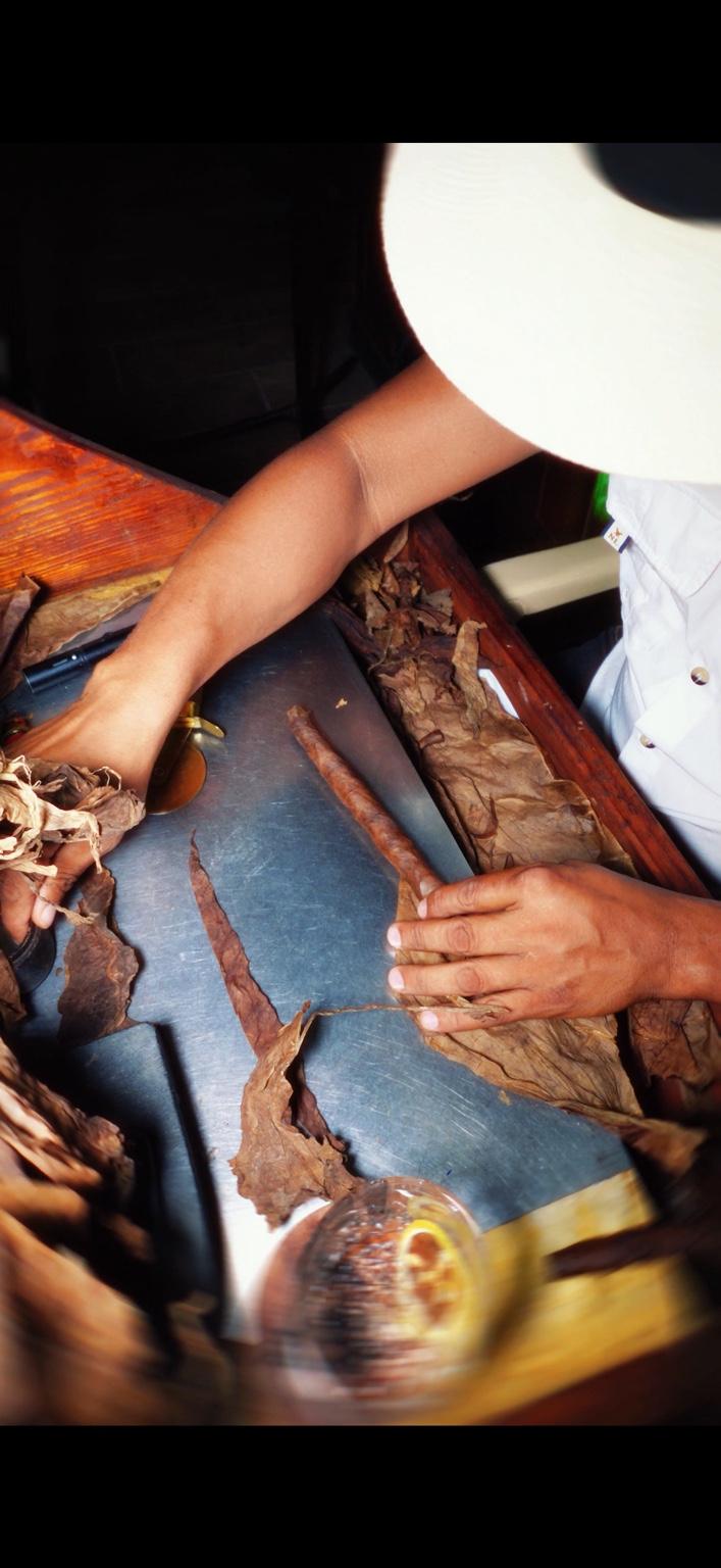 Manos del maestro torcedor dando forma a un puro en CanaBlanca